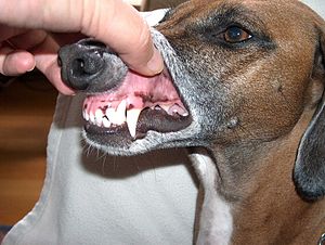 les canines du carnivore