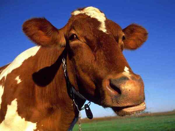Un mouvement de mâchoire propre aux herbivores